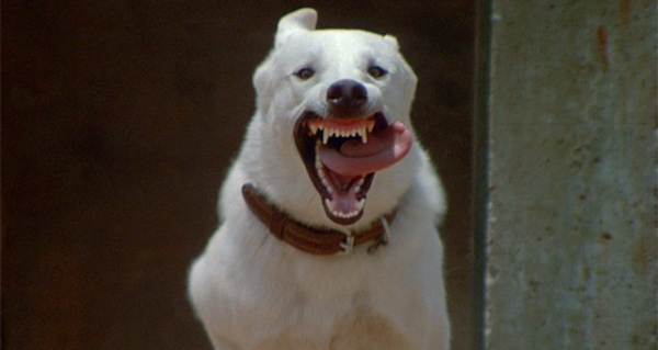 Cinemascope - Cão Branco (2)
